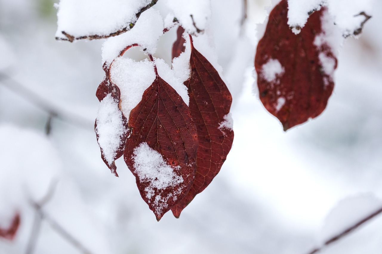 映画「赤い雪 Red Snow」実話の事件とは？映画と比較を紹介